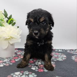 Violet - Phantom female Bernedoodle puppy in Granton, Wisconsin from Rose River Farms