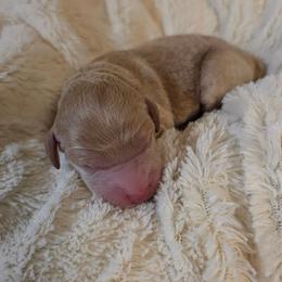 Ceder - Apricot male Goldendoodle puppy in Gunnison, Utah from Curls and Camo Pups