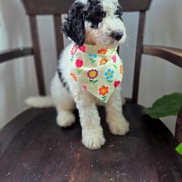 Millie - Black and white female Bernedoodle puppy in Wagener, South Carolina from Noble Friend Breeders LLC