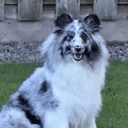 Pink - Shetland Sheepdog