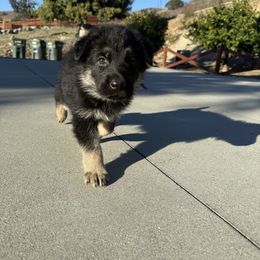 Serenity - Black and tan female German Shepherd puppy in El Cajon, California from Four Pines Ranch