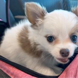 Glamour - Chocolate and white female Chihuahua puppy in Ozone Park (Queens), New York from Petite Pups LLC