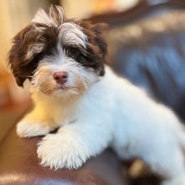 Hershey - Chocolate male Havanese puppy in Lancaster, South Carolina from 3 Bs Havanese-PUPPIES with  PURPOSE