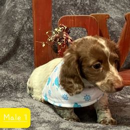 Dachshund Puppies from Muddy Wabash River Doxies