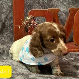 Dachshund Puppies from Muddy Wabash River Doxies