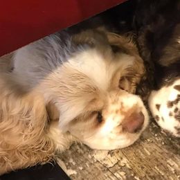 Cocker Spaniels from Blessed with Raine’s Puppies