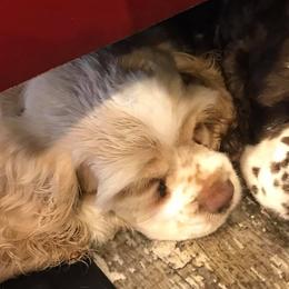 Cocker Spaniels from Blessed with Raine’s Puppies