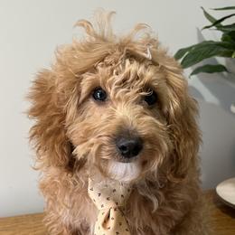 King - Red  Goldendoodle puppy in Bountiful, Utah from Stitching Doodles
