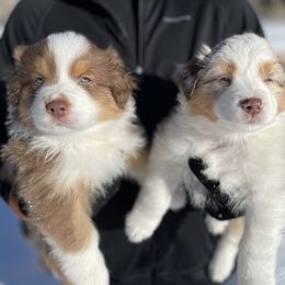 Australian Shepherd Puppies from Country Court Aussies