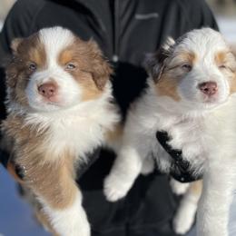 Australian Shepherd Puppies from Country Court Aussies