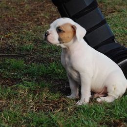 American Bulldog Puppies from Rogue Native Bulldogs
