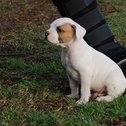 American Bulldog Puppies from Rogue Native Bulldogs