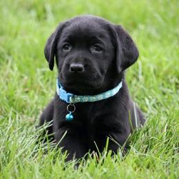Piper - Black female Labrador Retriever puppy in Archer Lodge, North Carolina from Archer Lodge Labradors