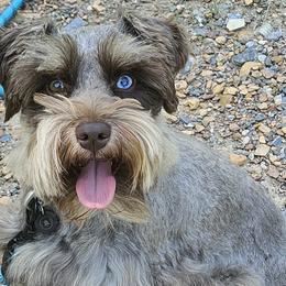 Great Danes and Miniature Schnauzers from Clouser's Bodacious Danes