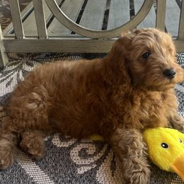 Goldendoodle Puppies from az_doodlesoflove