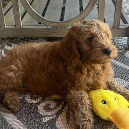 Goldendoodle Puppies from az_doodlesoflove