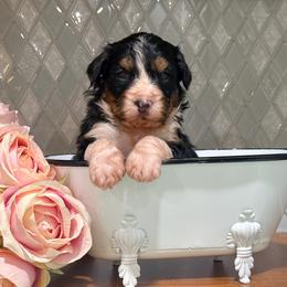Robin - Tri-color female Bernedoodle puppy in Kilgore, Texas from Furry Tail Doodles