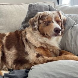 Scarlet - Australian Shepherd