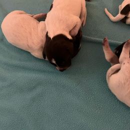 Wirehaired Pointing Griffon Puppies from Ashli Hall
