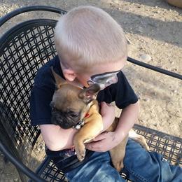 French Bulldog Puppies from Ginny's Frenchie's