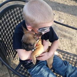 French Bulldog Puppies from Ginny's Frenchie's