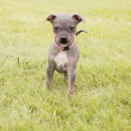 American Hairless Terrier and Anatolian Shepherd Dog Puppies from Wilsong AHT