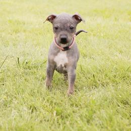 American Hairless Terrier and Anatolian Shepherd Dog Puppies from Wilsong AHT