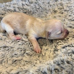 Blonde Boy - Cream Yorkipoo puppy in Topeka, Kansas from Bayless Yorkiepoos