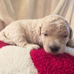 Dino - Cream male Goldendoodle puppy in Casa Grande, Arizona from Curls and Camo Pups