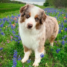 Lilly - Miniature American Shepherd