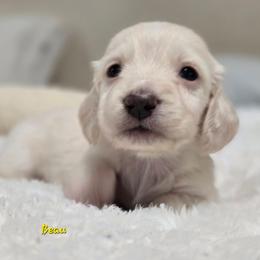 Beau - Cream male Dachshund puppy in Nine Mile Falls, Washington from River Run Doxies