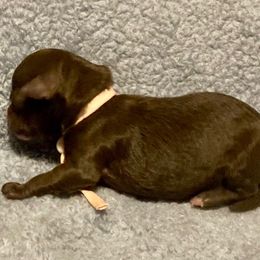 Pastel Pink - Chocolate female Yorkipoo puppy in Martin, Tennessee from Danza Bolo
