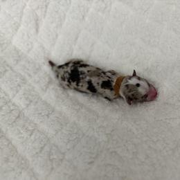 Australian Mountain Doodle and Toy Australian Shepherd Puppies from Blue Stem Companions