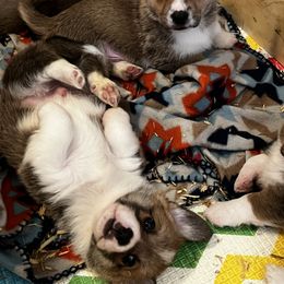 Pembroke Welsh Corgi Puppies from Camp Corgis