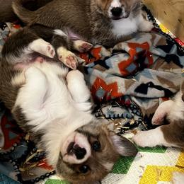 Pembroke Welsh Corgi Puppies from Camp Corgis