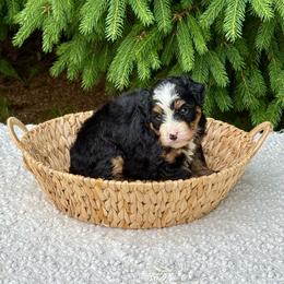 Vito - Tri-color male Bernedoodle puppy in Bremen, Indiana from Farmland Doodles