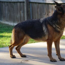 Aria - German Shepherd