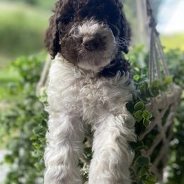 Goldendoodle and Poodle Puppies from The Poodle Plantation