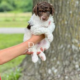 Australian Labradoodle and Bernedoodle Puppies from The Poodle Co. Raising Doodles & Poodles