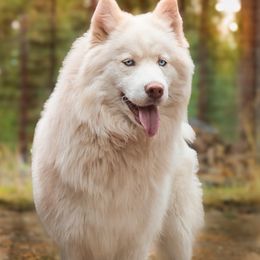 Meadow - Siberian Husky