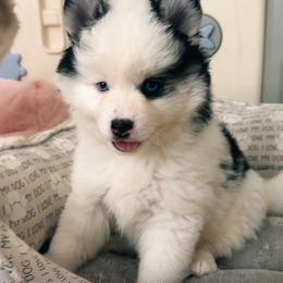 Domino - Black and white male Pomsky puppy in Casa Grande, Arizona from Arizonas Pomsky Squad