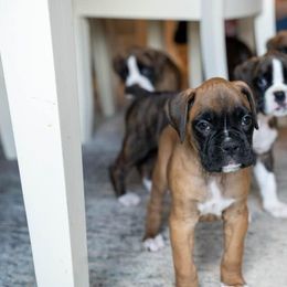 Plain Fawn Girl - Fawn Boxer puppy in Caledonia, Ohio from Cedar Boxers and French bulldogs