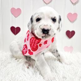 Athena - White and black female Dalmatian puppy in Gray, Georgia from Fuller Spots