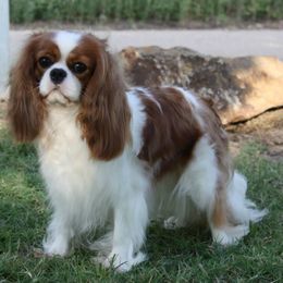 Cavalier King Charles Spaniel Puppies from Castlemar Cavaliers