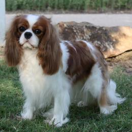 Cavalier King Charles Spaniel Puppies from Castlemar Cavaliers