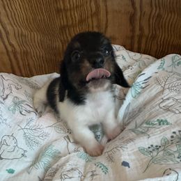Boy 2 - Black and tan male Dachshund puppy in Wolf Lake, Indiana from Canisteo Dachshunds