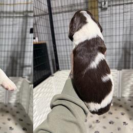 Scary - Liver and white female English Springer Spaniel puppy in Ogilvie, Minnesota from V.V. Berg Kennels