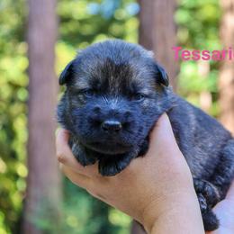 Tessarion - Sable female German Shepherd puppy in Santa Cruz, California from Von Guadachi German Shepherds & Audacity Border Collies
