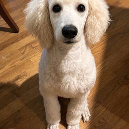 Atlas - Poodle