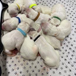 Boy 2 - male Golden Retriever puppy in Waterloo, Indiana from All 4 Paws of Pheasant Run
